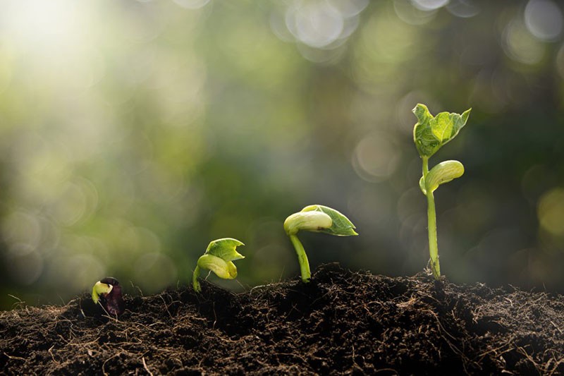 gnojivo za poticanje rasta biljaka