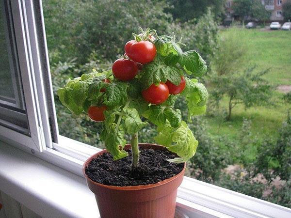 Hrast rajčice na prozorskoj dasci