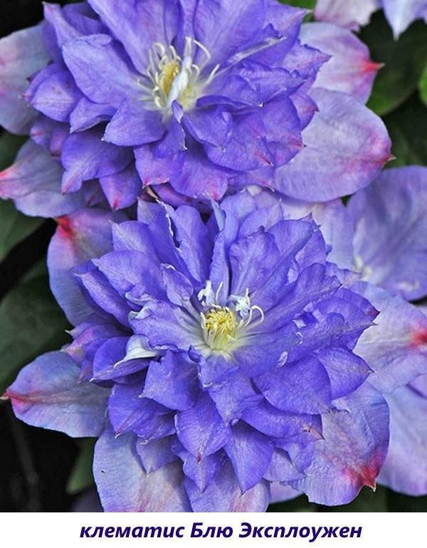 Clematis Blue Exploited