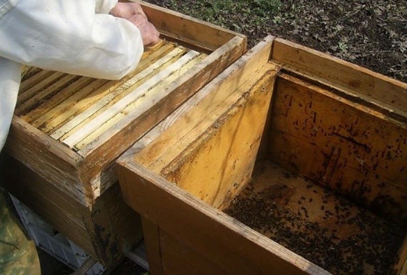 ugradnja pčelinjih paketa u košnice