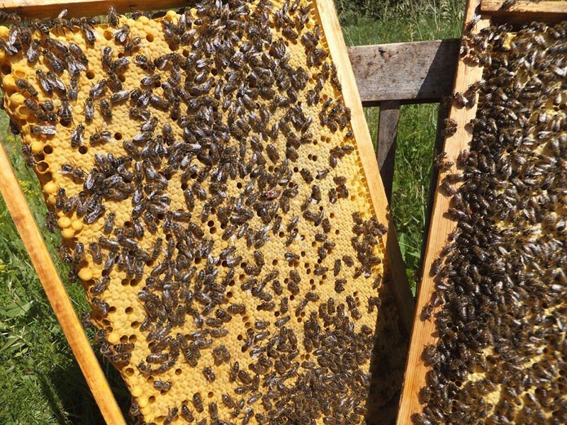 pčelinja obitelj