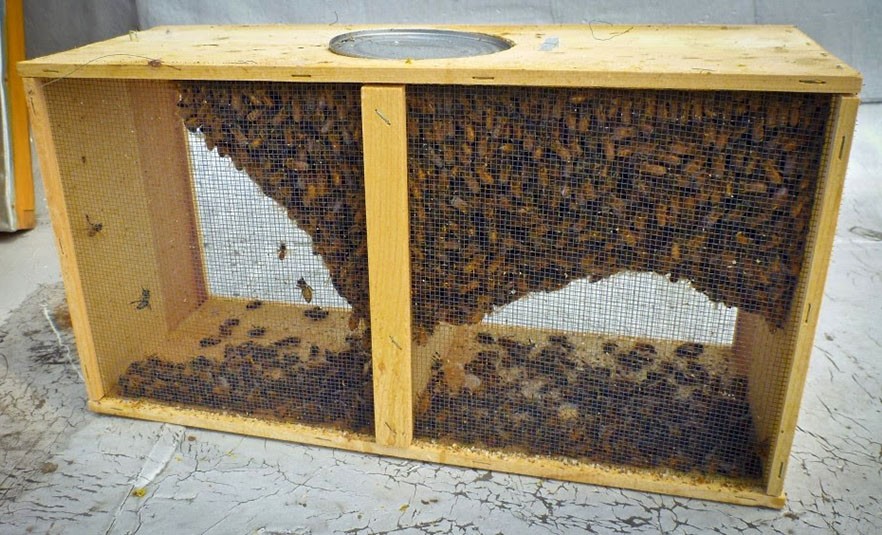 priprema pčelinjeg paketa
