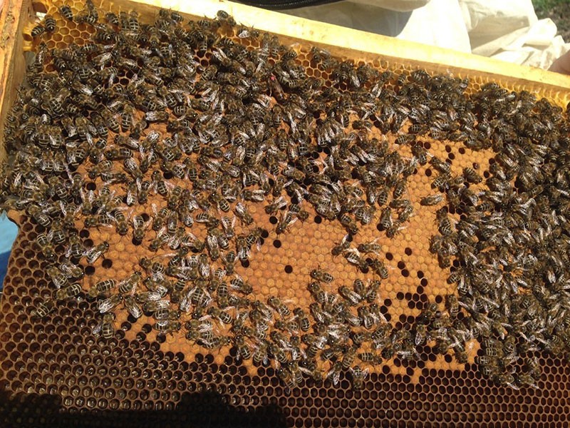 pčelinja obitelj