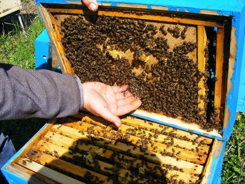 sorte dizajna pakiranja pčela