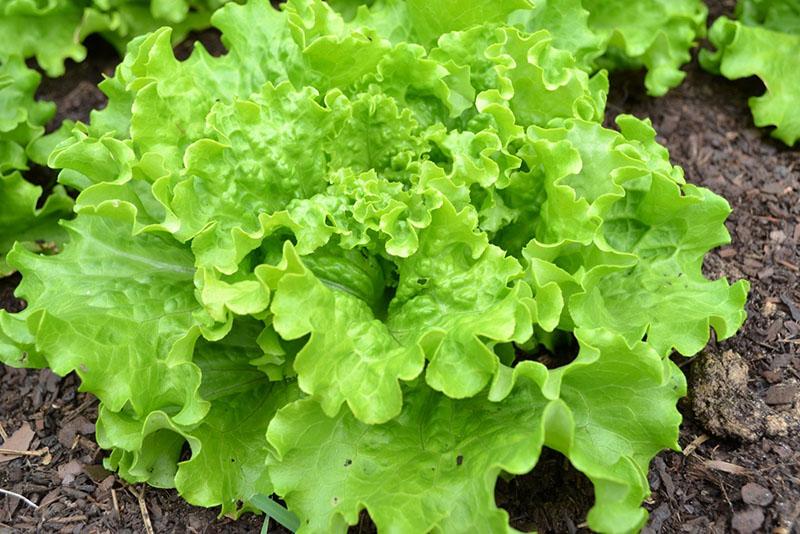 welke groenten kunnen worden geplant voor de wintersalade?