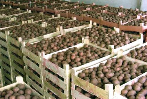 Aardappelen bewaren in dozen