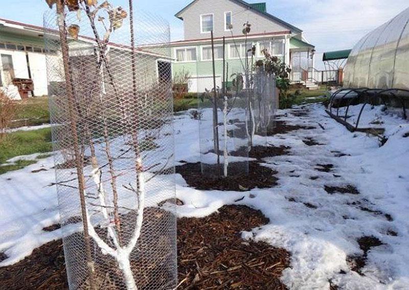 hoe bomen in de winter tegen hazen te beschermen met een net