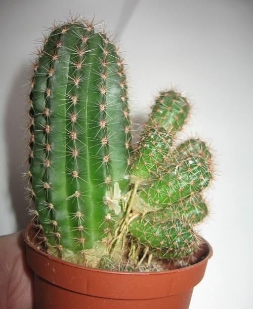 cactus baby's