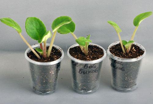 Razvoj mladih biljaka
