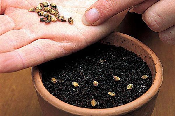 sijanje sjemena cotoneastera