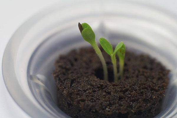 sadnice sjemena cotoneastera