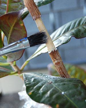 Een plant voorbereiden op vermeerdering door luchtlagen