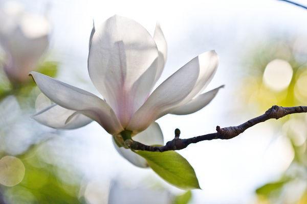 magnolija je procvjetala u vrtu