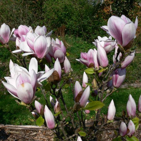 magnolija cvjeta u vrtu