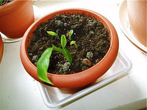 Jonge spathiphyllum groeit en ontwikkelt zich