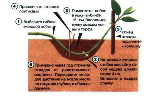 reproductie van spirea door gelaagdheid