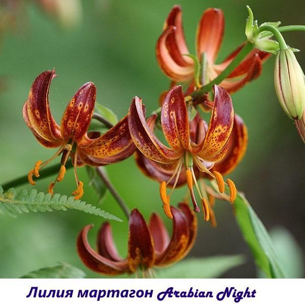 Lily martagon Arabian Night