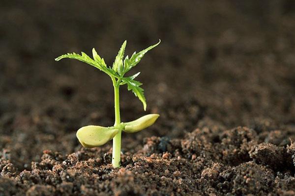 borna kiselina za uspješan rast biljaka