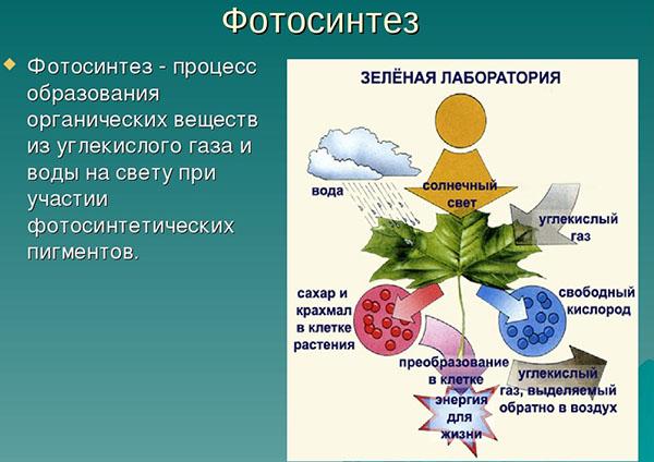 proces fotosinteze
