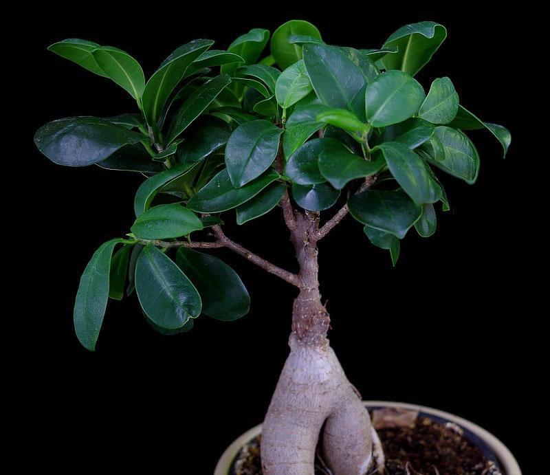 kleine bonsai