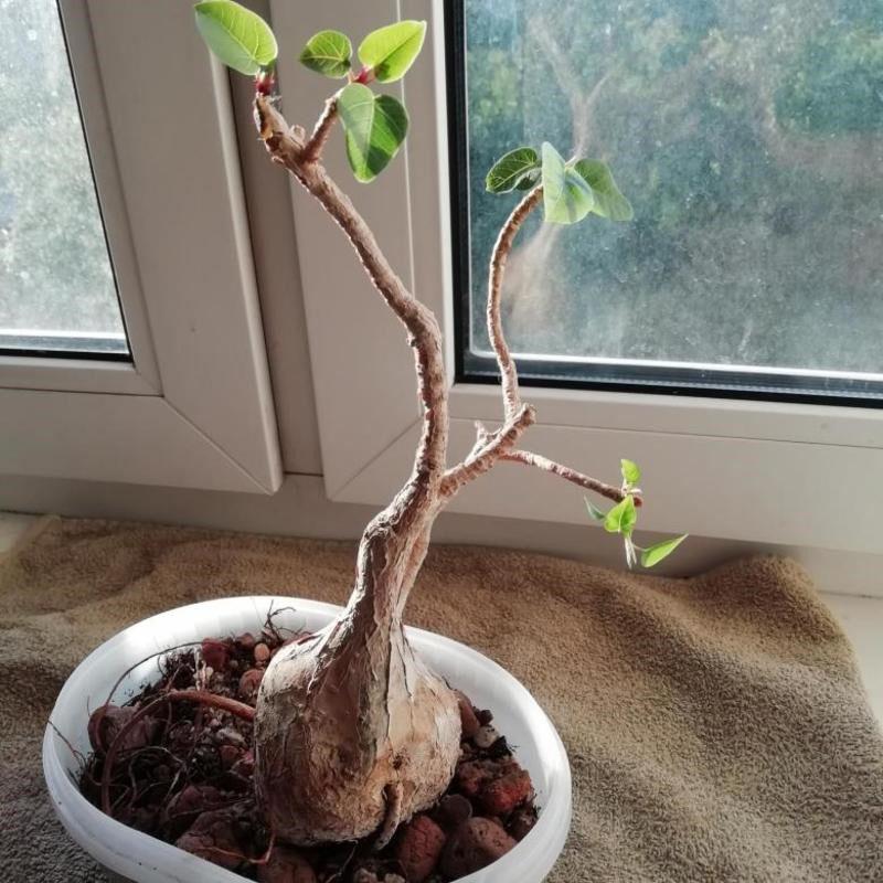 bonsai formatie