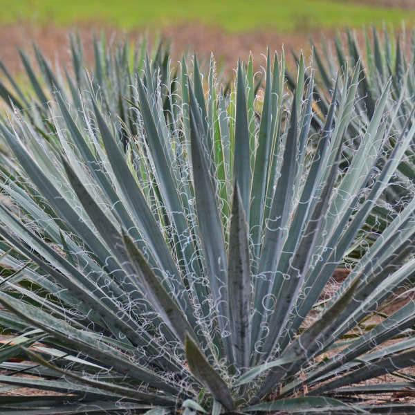 Yucca filamenteuze variëteiten Excalibur