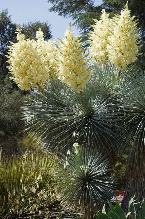 Bloeiende Yucca rostrata