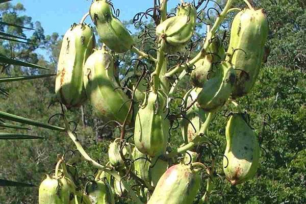 Yucca aloifolia vruchten