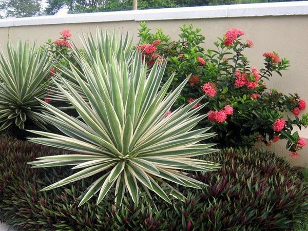 soorten yucca in de tuin