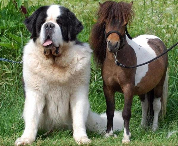hond en dwergpaard