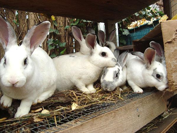 Voor het succesvol fokken van konijnen worden de dieren apart gehouden per leeftijdsgroep