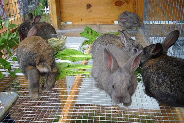 Stationaire en draagbare kooien worden gebruikt voor het fokken van konijnen.