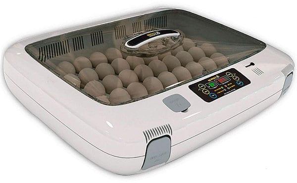 inkubator inkubatora