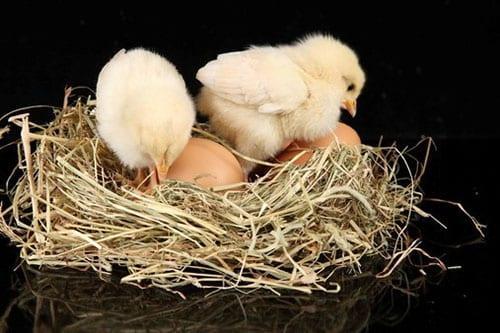 kippen en eieren