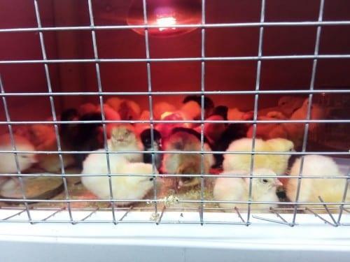 kippen in een broedmachine onder een lamp