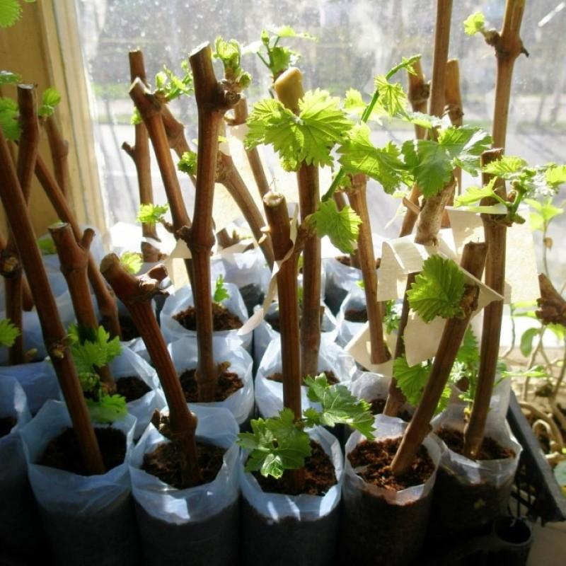 uzgoj grožđa reznicama kod kuće
