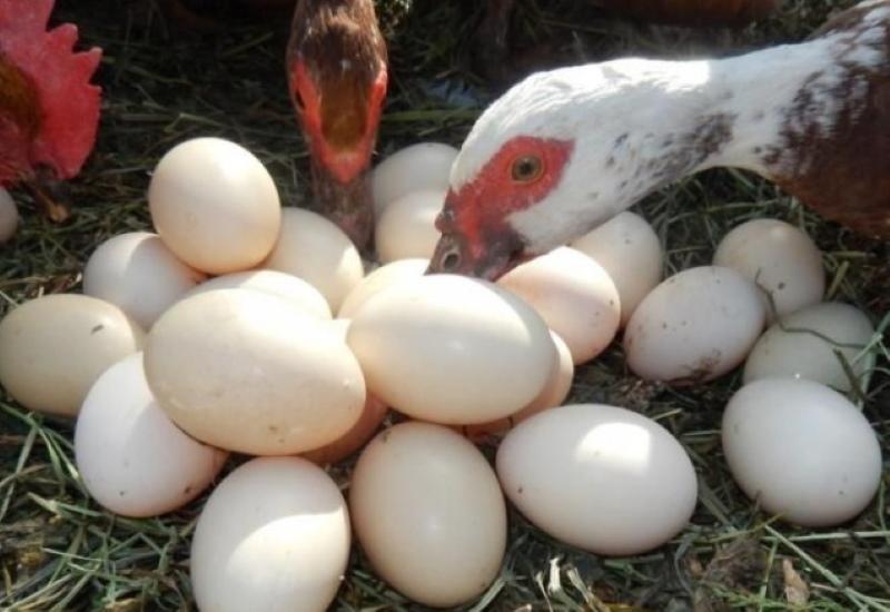 hoe de eierproductie te verhogen?