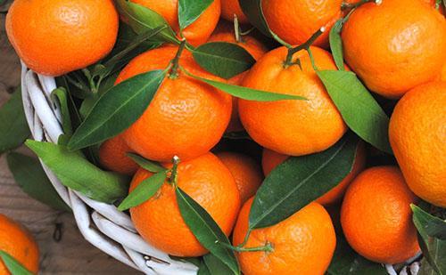 odabir mandarina za izradu džema