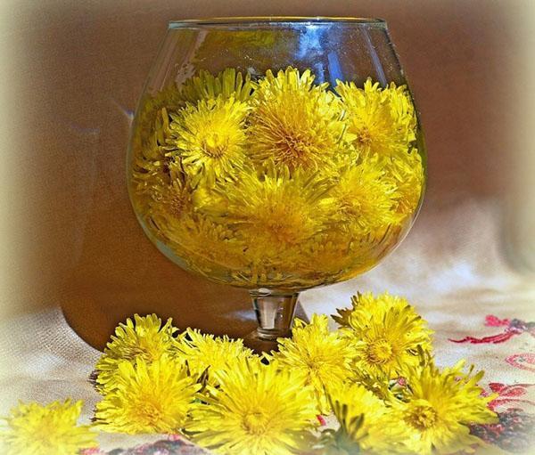 cvjetovi maslačka za izradu tinkture
