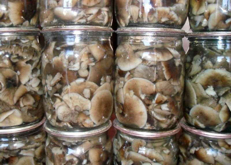 recepti za kiseljenje mišjih gljiva