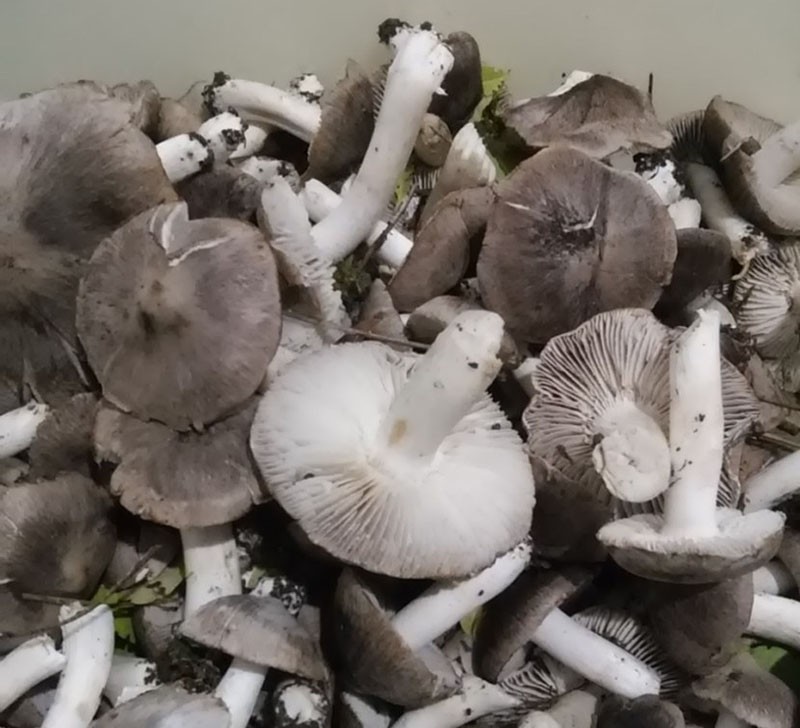 pripremite gljive za kiseljenje
