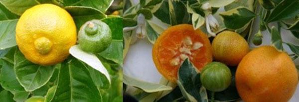 rijetke biljke citrusa