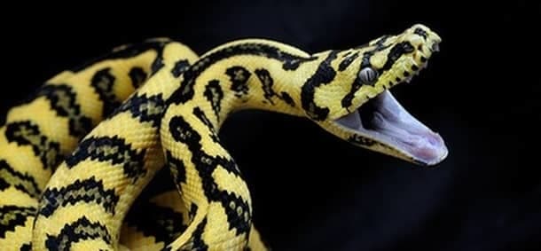 A Python a görög Pythonidae szóból származik. Ezek a kígyók a nem mérgező családba tartoznak, azonban a világ legnagyobb kígyói közé tartoznak, és Afrikában, Ázsiában és Ausztráliában találhatók.