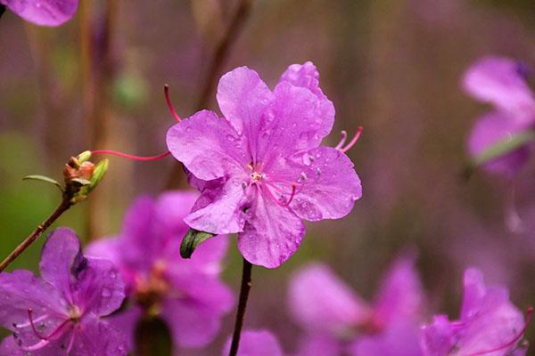zachte bloei van rododendron