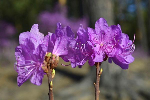 rododendron daurian bloeit