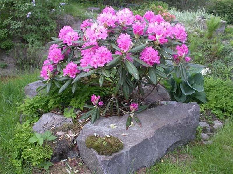 rododendron decoratie