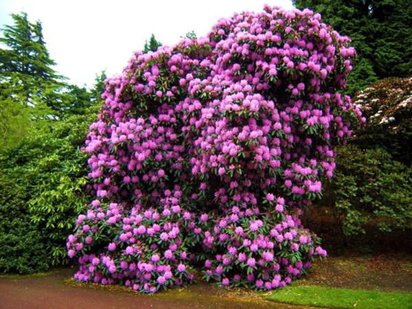 succesvolle teelt van rododendrons