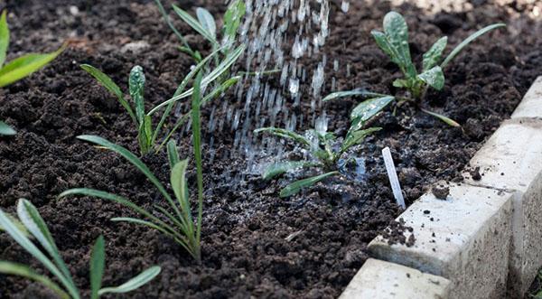 presađivanje sadnica u otvoreno tlo
