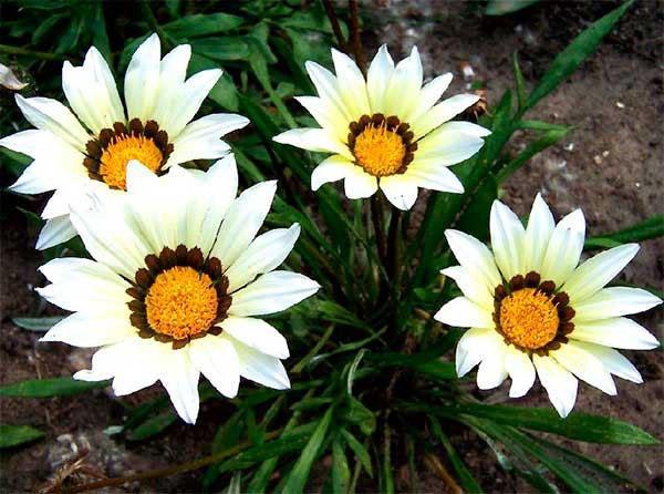bijeli cvjetovi gazanije