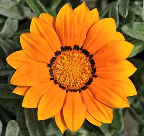 blijedo narančasti cvijet